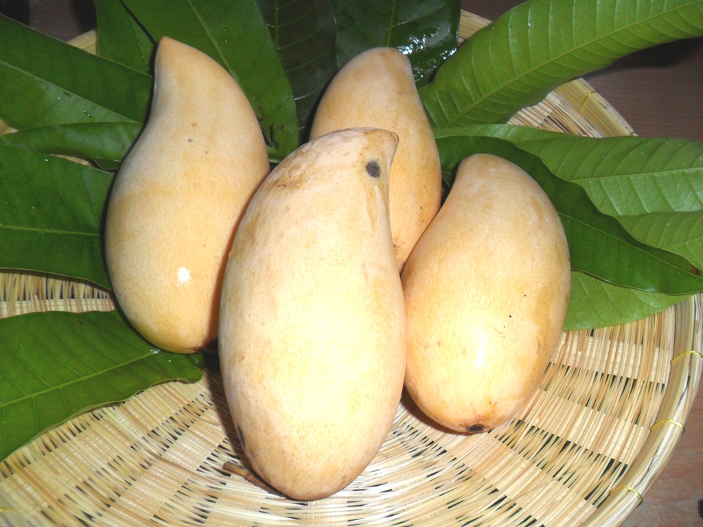 Basket of ripe Mangos