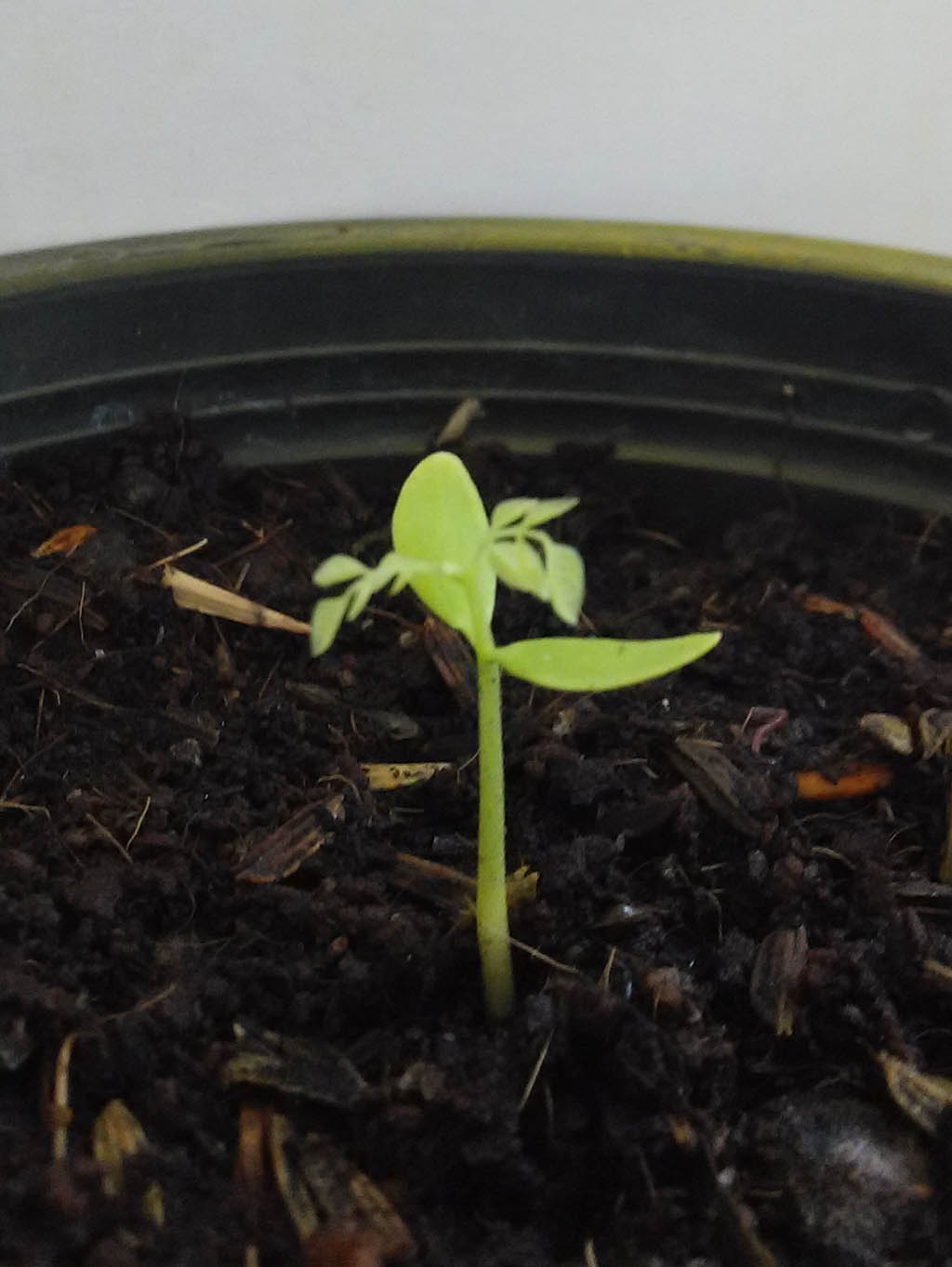 Starfruit - Carambola - Seedling after three weeks