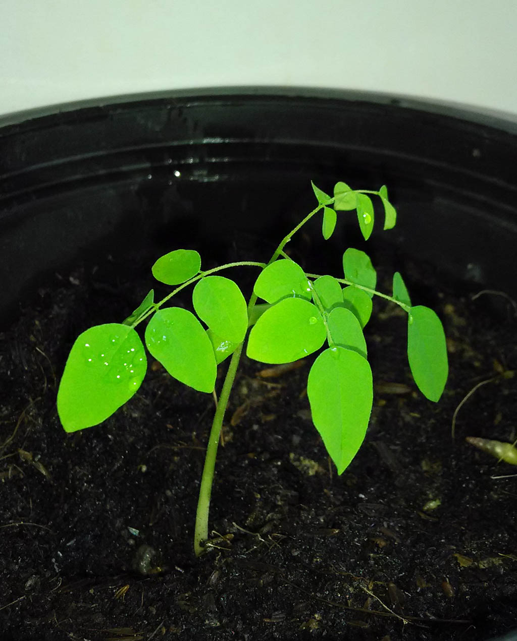Starfruit - Carambola - Seedling after four weeks