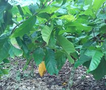 Cocoa - Theobroma Cacao - Chocolate Tree