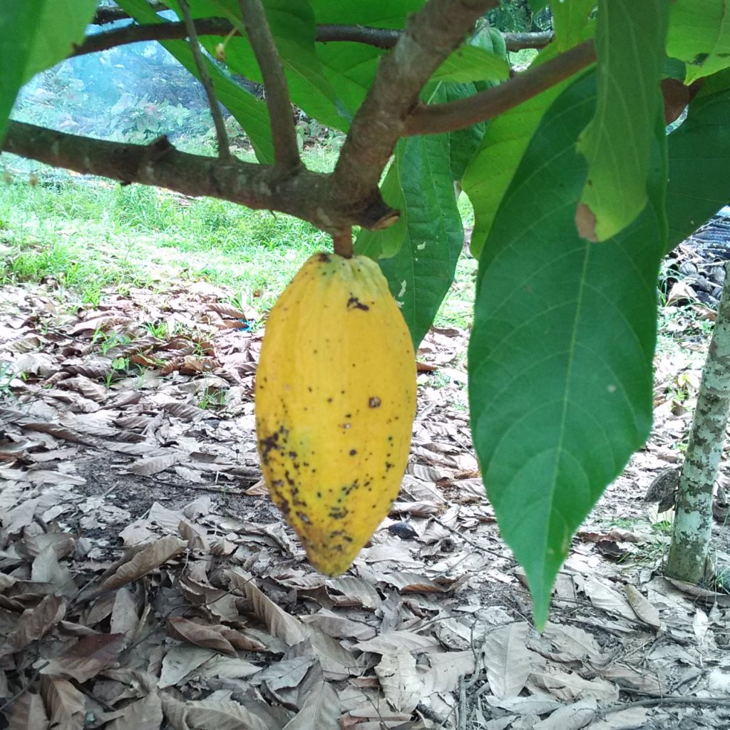 Cocoa - Theobroma Cacao - Growing Cocoa beans
