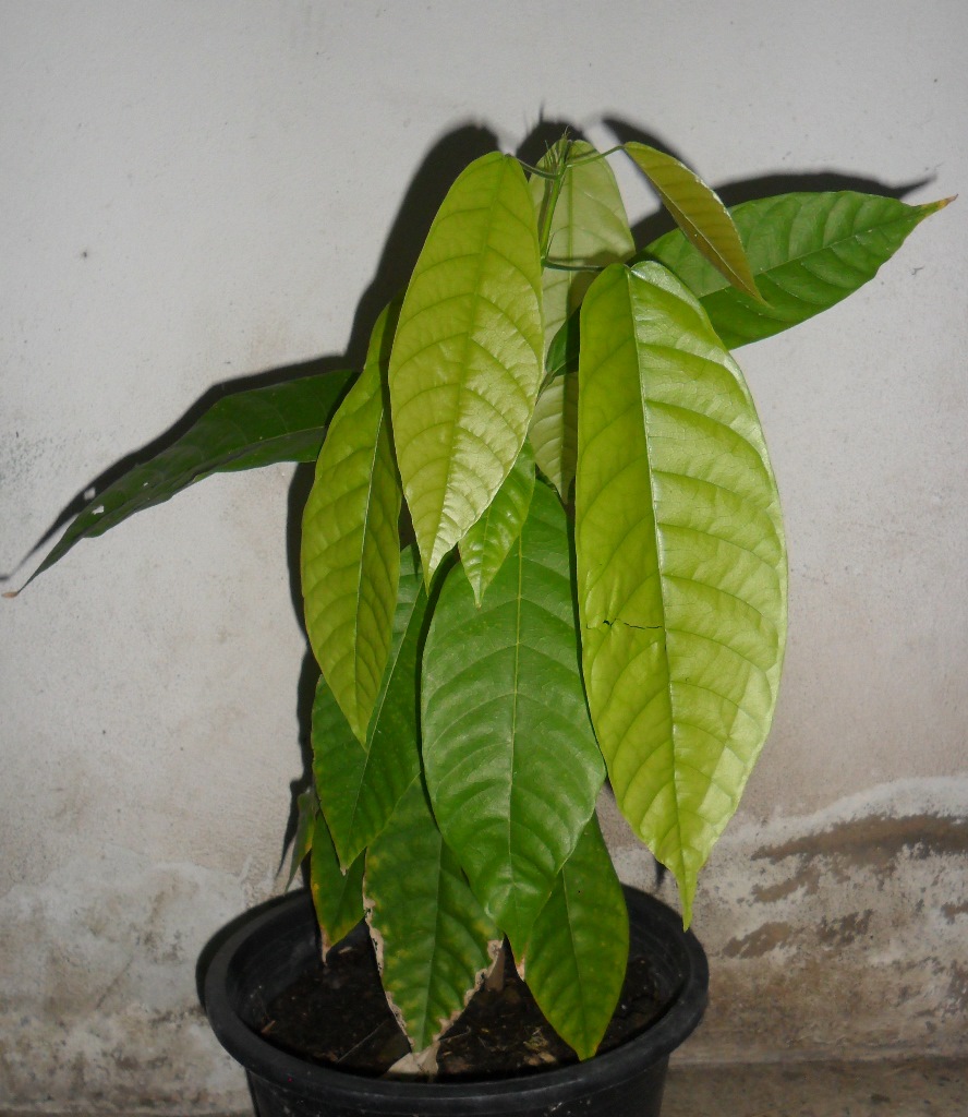 Cocoa - Theobroma Cacao - Cocoa plant 2 months old