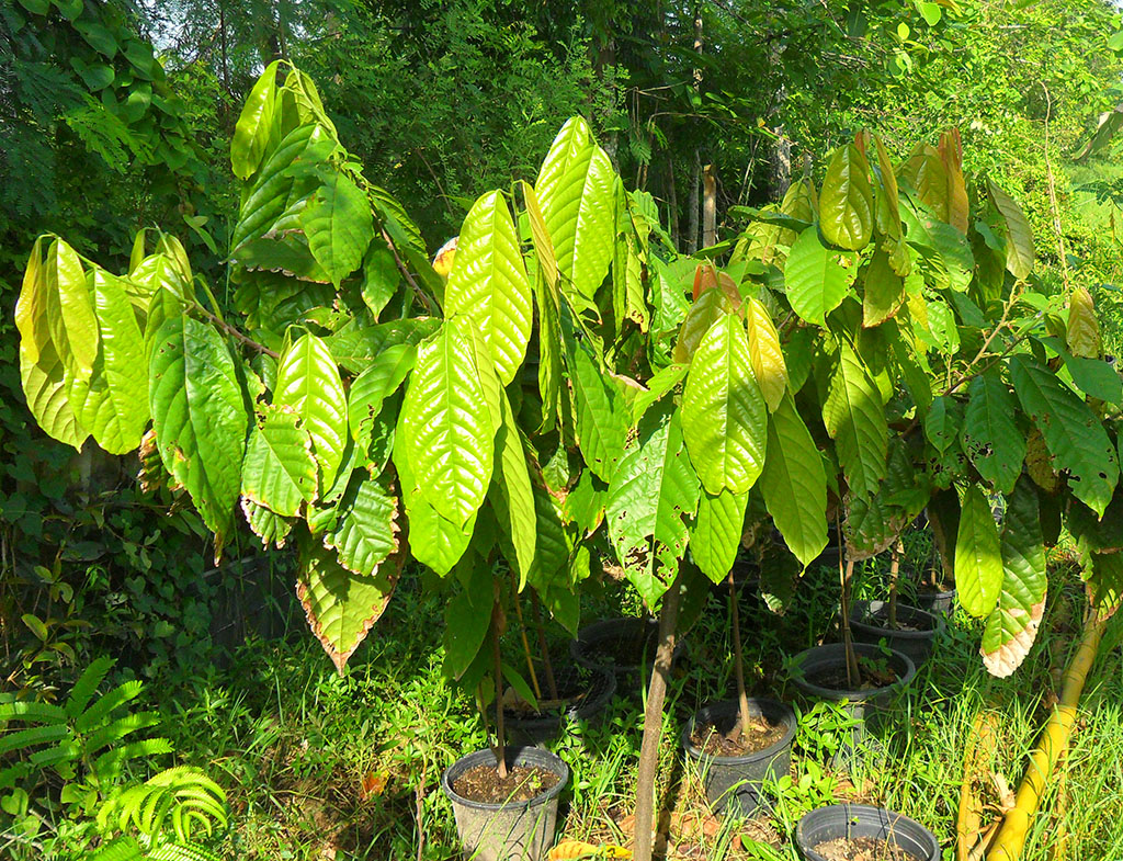 Cocoa - Theobroma Cacao - Growing from Seeds