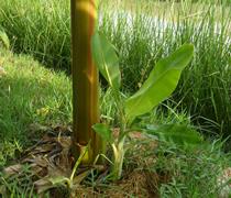 ThaiDragon - Plants I've grown